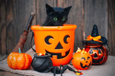 The Witch's Familiar: Cats, Bats, and Owls in Halloween Lore